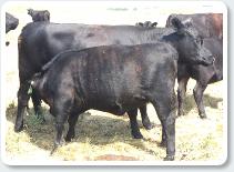 SSF Cattle